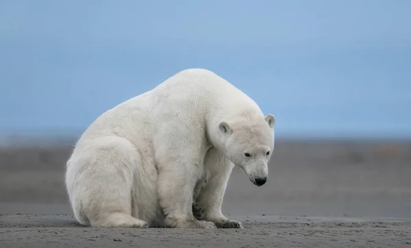 En ensam ledsen isbjörn som sitter på marken med huvudet neråt. — Stockfoto