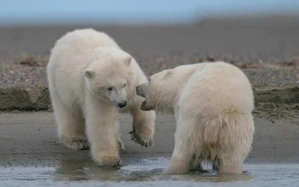Två isbjörnar leker med varandra i naturlig miljö — Stockfoto