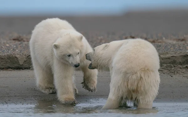 Two polar bears playing with each other in natural habitat — Stock Photo, Image