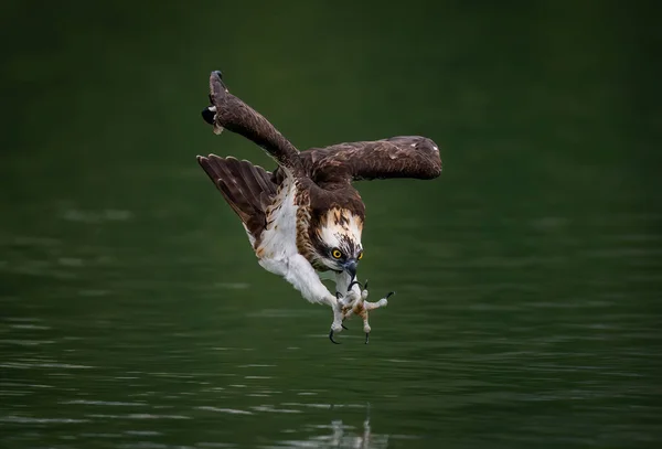 Un falco pescatore che si tuffa nell'acqua e caccia pesci con artigli ricurvi — Foto Stock