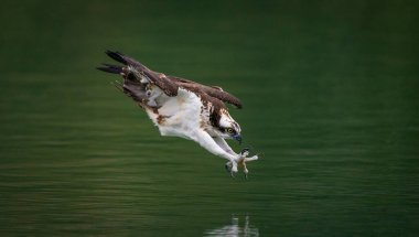 Bir balıkbalığı suya dalıyor ve kavisli pençeleriyle balık avlıyor. 