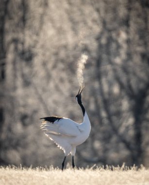 Hokkaido 'da dans eden ve nefes alan tek Japon turna kuşu.