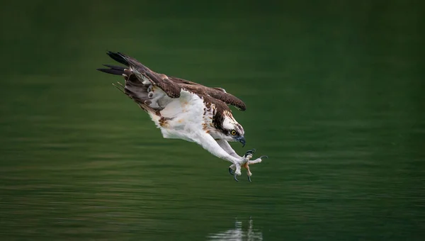 Un águila pescadora sumergiéndose en el agua y cazando peces con garras curvas —  Fotos de Stock