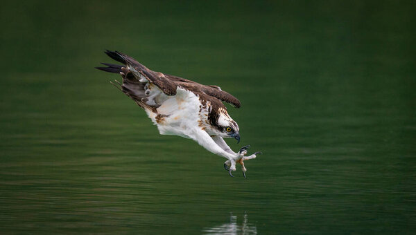 An osprey diving into water and hunting fish with curved claws 