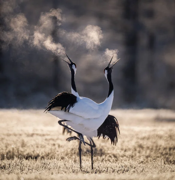 Dois guindastes japoneses de coroa vermelha dançando e respirando frio em Hokkaido — Fotografia de Stock