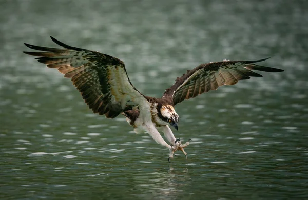 Un falco pescatore che si tuffa nell'acqua e caccia pesci con artigli ricurvi — Foto Stock