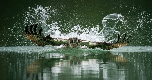 Um peixe de caça osprey e emergindo da água — Fotografia de Stock
