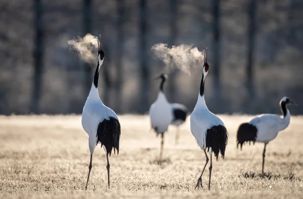 Grupo de grúas japonesas de corona roja bailando y respirando frío en Hokkaido — Foto de Stock