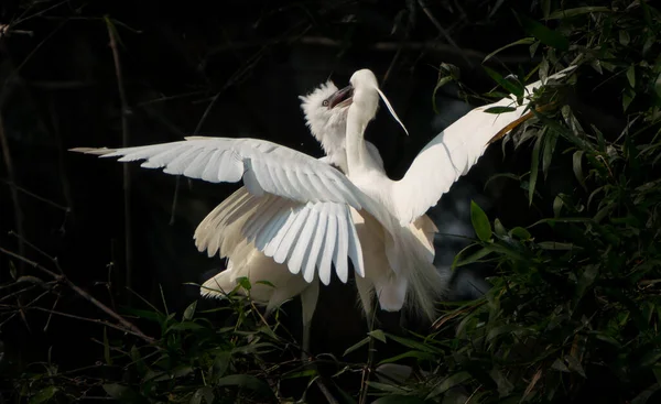 Младенцы Great Egret играют в гнезде — стоковое фото