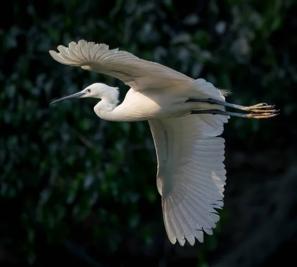 Um tiro de perto do grande egret pesca e voar acima de um lago na China — Fotografia de Stock