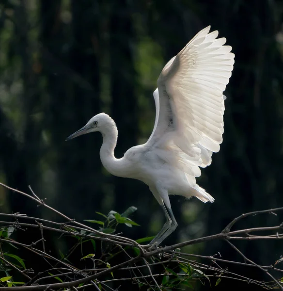 The great egret standing on a tree branch under the sunlight — Stock Photo, Image