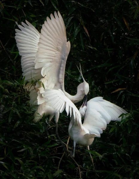 The Great Egret mother nesting and feeding its young baby in China — Stock Photo, Image