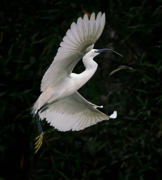 A close up shot of the great egret fishing and flying above a lake in China — Stock Photo, Image