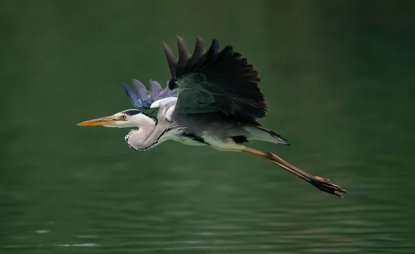 대만 타이베이의한 연못 위를 날면서 날개를 펼치고 있는 그레이트 블루 헤런 — 스톡 사진