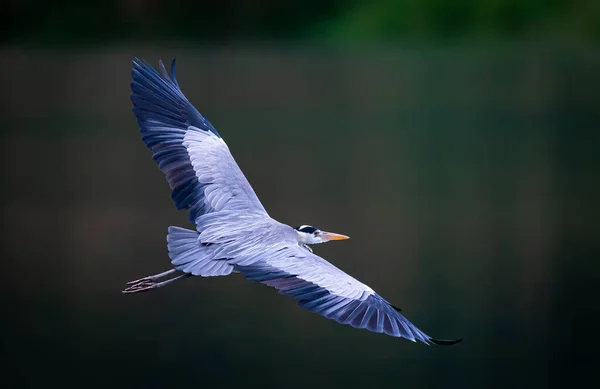 En stor blå häck sprider vingar medan du flyger över en damm i Taipei, Taiwan — Stockfoto