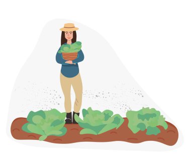 Organik üretim. Beyaz arka planda yalıtılmış lahana yetiştiriyor. Yerel gelişim süreci modern tarzda. Organik sağlıklı yiyecekler. Poster, web sitesi ve broşür için mükemmel. Düz Vektör İllüstrasyonu