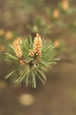 bir dal üzerinde çam çiçekleri