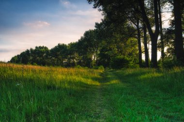 Ağaçların arasında tarlanın kenarındaki patika.