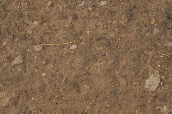 Tatlı ormandaki kahverengi orman yolu