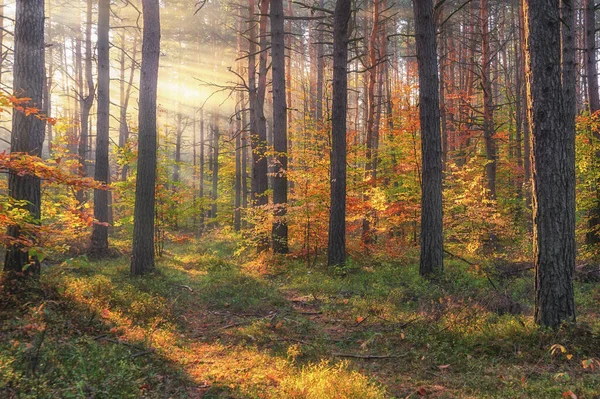 Польская Золотая Осень Лесу — стоковое фото