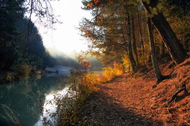 Göl boyunca orman yolu