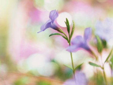 Orman çubuğu - yaygın menekşe rengi