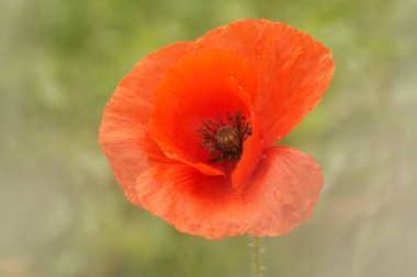  Medaow 'da haşhaş tohumu çiçeği  