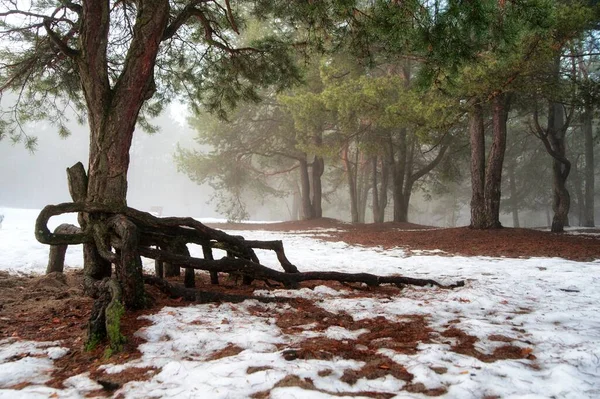 çamlar karda yürüyor