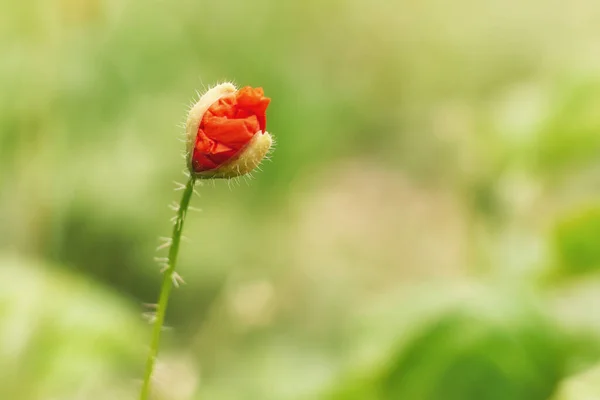 poppy seed flower in medaow