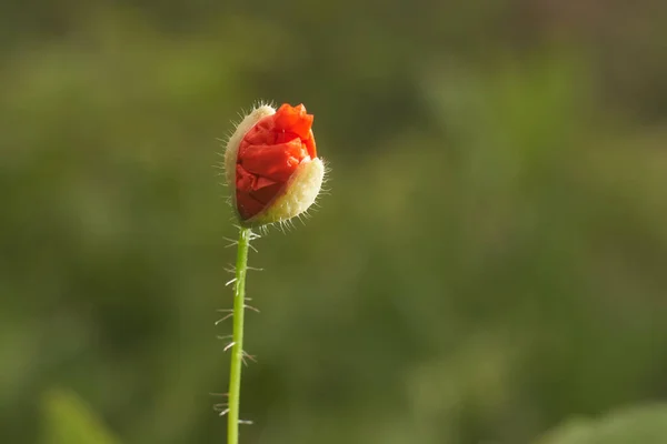  Medaow 'da haşhaş tohumu çiçeği  
