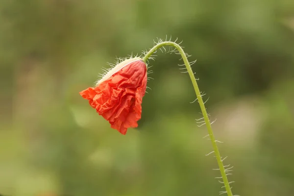 poppy seed flower in medaow