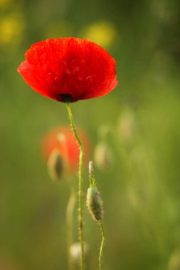 Kırmızı gelincikler tarlası                      