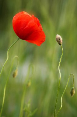 Kırmızı gelincikler tarlası                      