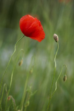 Kırmızı gelincikler tarlası                      
