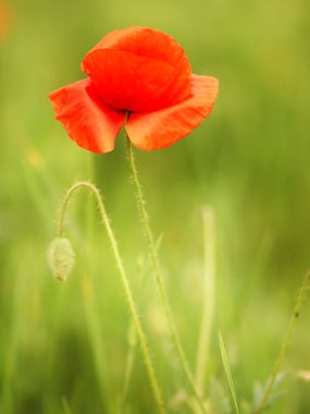 Kırmızı gelincikler tarlası                      