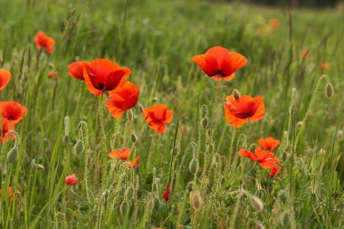 Kırmızı gelincikler tarlası                      