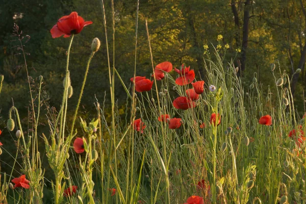 Field Red Poppies — Stock Photo, Image