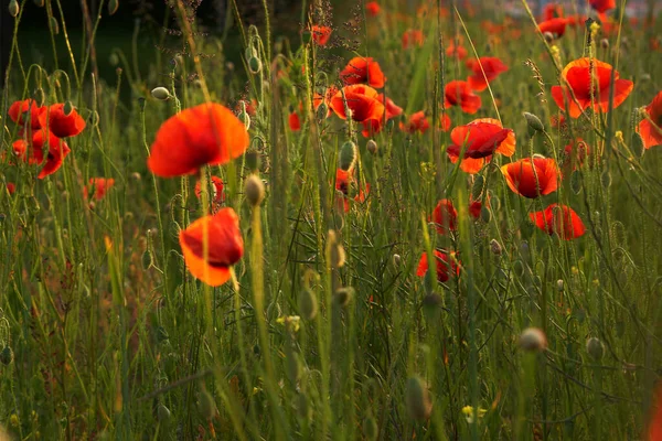                    Kırmızı gelincikler tarlası            