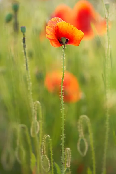 Kırmızı gelincikler tarlası                      