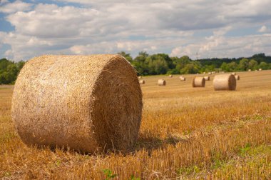 rulo saman balyaları