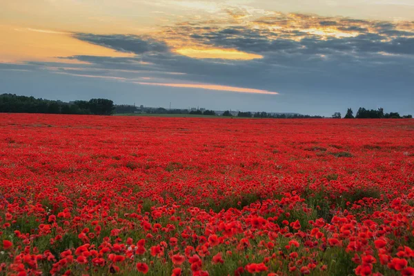 Haşhaş tarlasında gün batımı