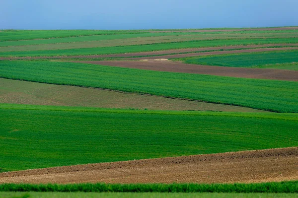 yeşil tarlalar ve ekili tahıl