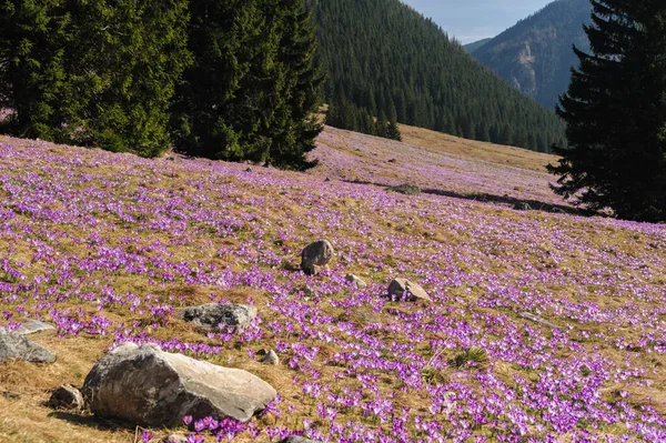 Chochoowksa Vadisi - Crocus Glade