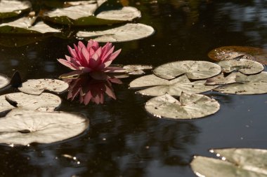 Nilüferler gölette büyüyor.                                           