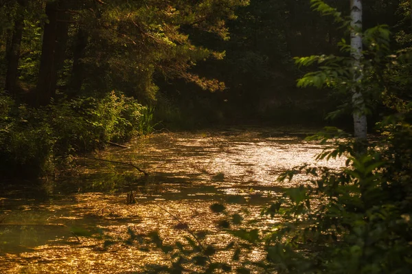 Ormanın ortasında bir gölet