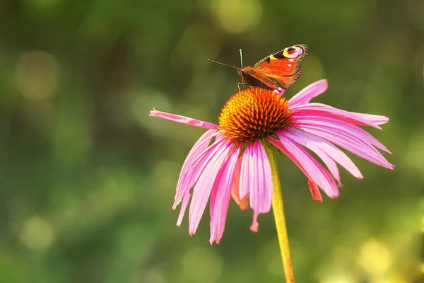 Güneşli Bir Parkta Echinacea Artı Kelebek — Stok fotoğraf