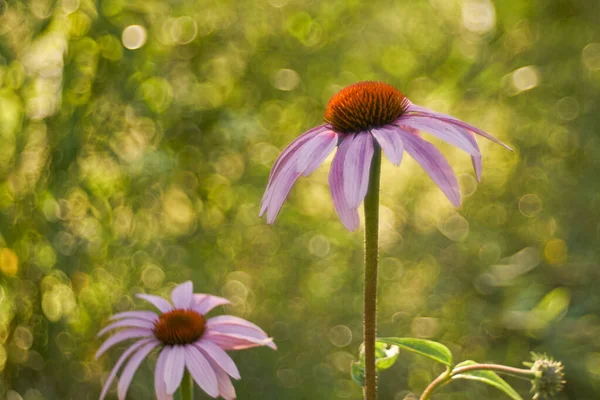 Echinacea Sunny Park — Stock Photo, Image