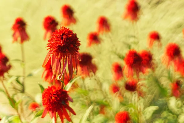 Çayırdaki kasımpatılar 