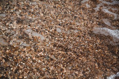 Deniz kabuğu sahili, deniz kabuğu kumsalında temiz su.