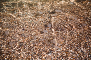 Deniz kabuğu sahili, deniz kabuğu kumsalında temiz su.